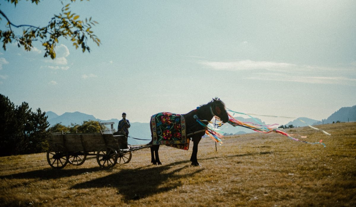 8. Making-Of CATANE - Eduard Botofei